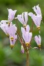 Eastern shooting star Dodecatheon meadia Queen Victoria, close-up of pink flowers